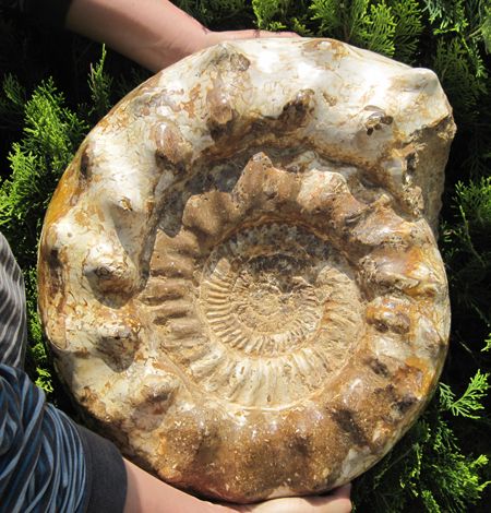 58.8lb LOVELY AMMONITE FOSSIL (CRETACEOUS) MADAGASCAR  