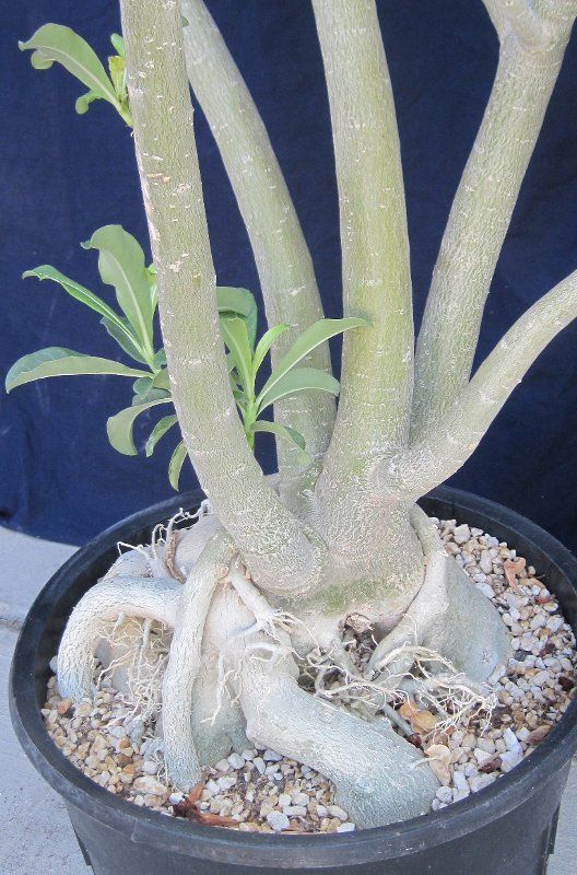 Adenium hybrid 17 Oversize Caudex Great Flowers  