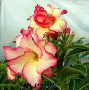 Amazing 50 SEED OF ADENIUM OBESUM FRESH FLOWER  