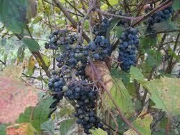 Vitis riparia RIVERBANK GRAPE Seeds  