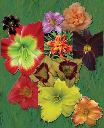 Please buy lot 5 homeless Daylily Root division Mix people naver paid 