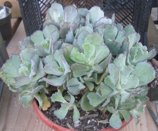 Cotyledon undulata cv. Clam Lips Mound Succulent Shrub  