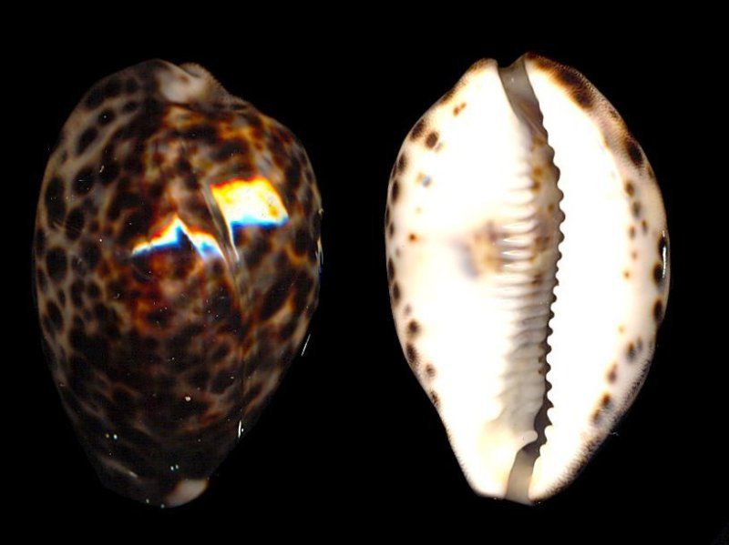 Cypraea Tigris Tiger Cowrie 49.06mm Freak  