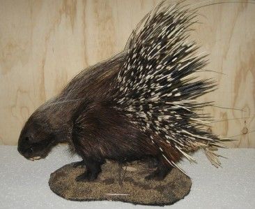 AFRICAN PORCUPINE FULL MOUNT   SPECTACULAR   NEW   #P2  