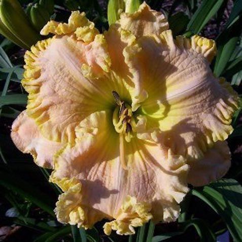 plants shipping daylily abbreviations xxxxx hybridizer year 