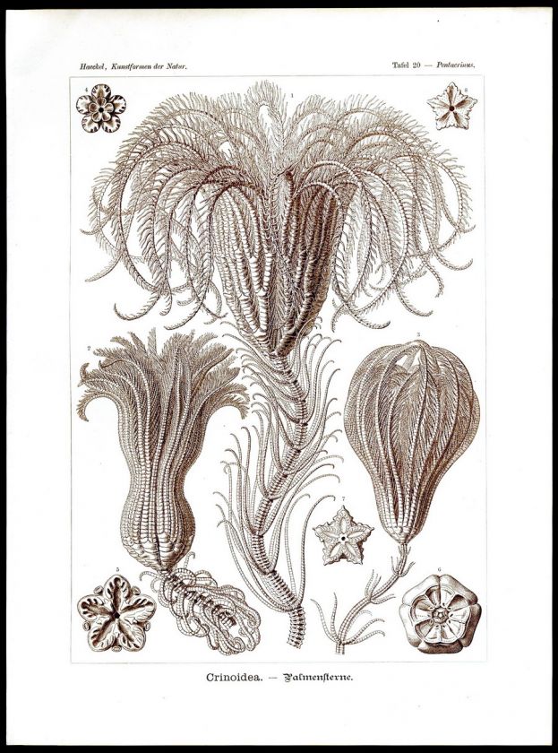   .de/fileadmin/auctions/2007_november/haeckel_01_50/20