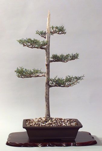 Monterey Cypress   Fresh Seeds   Ideal For Bonsai  