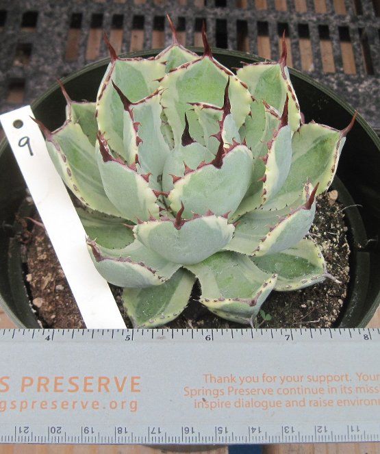 Agave Kisso Kan White Variegate Margins Perfect Rosette  