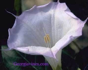 Datura PARAJULI rare variety 10 seeds  