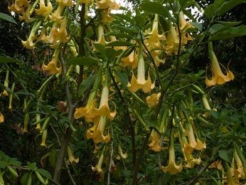 Las cinco especies de Brugmansia fueron incluidas antes en el género 