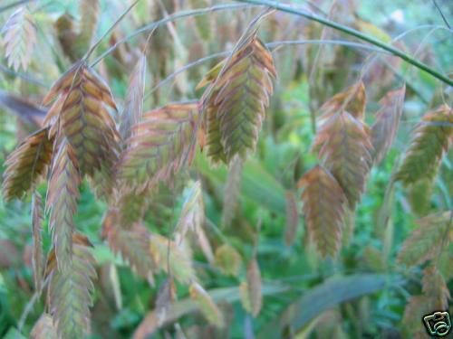 ORNAMENTAL GRASS *Northern Sea Oats* Chasmanthium SEEDS  