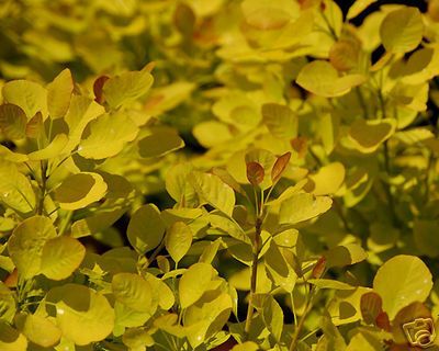 GOLDEN SPIRIT SMOKE TREE  