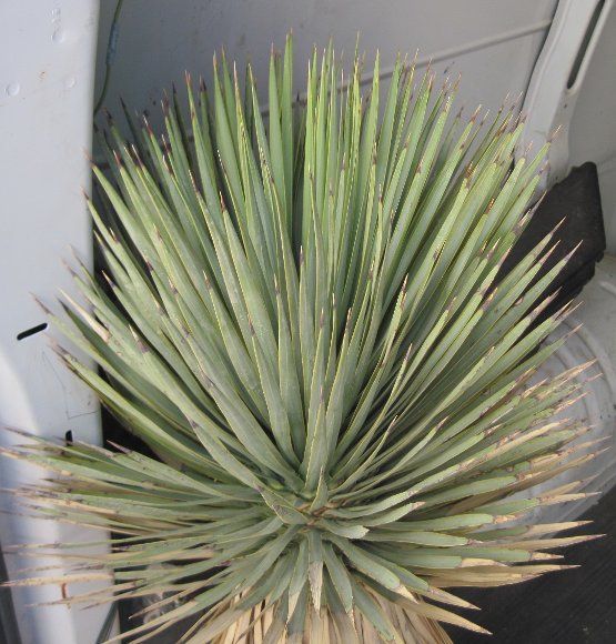 Yucca thompsoniana Most Reliable Cold Hardy Yucca Tree  